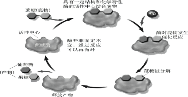 酶催化反應(yīng)示例